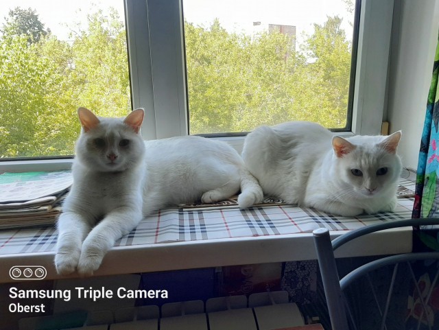 Мои личные котейки к котовторнику!