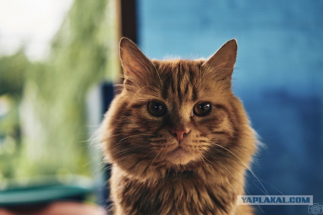 Не сдавайся