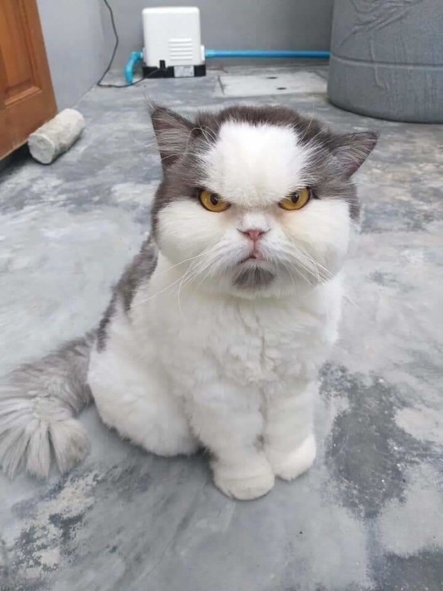 Коты, которые чихать хотели на ваше личное пространство