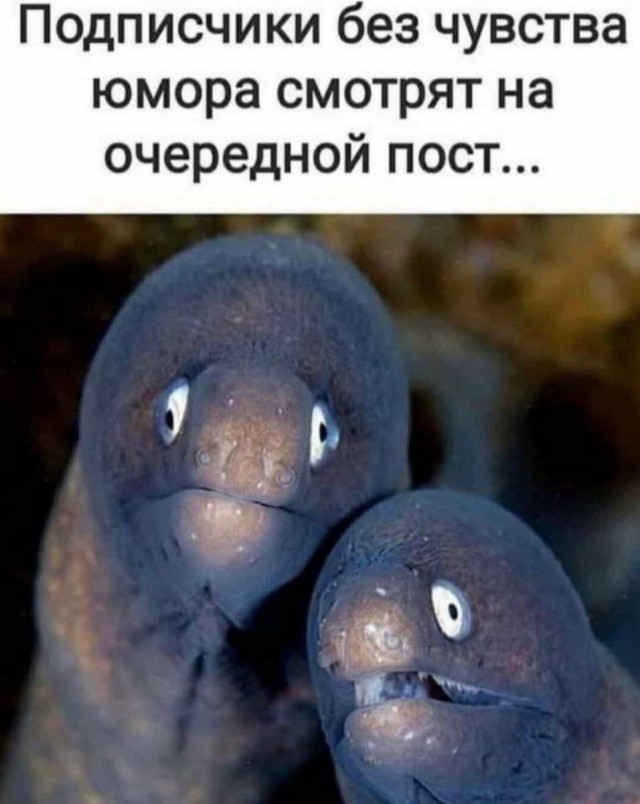 Баянисто-небаянистый юмор 31.01.22