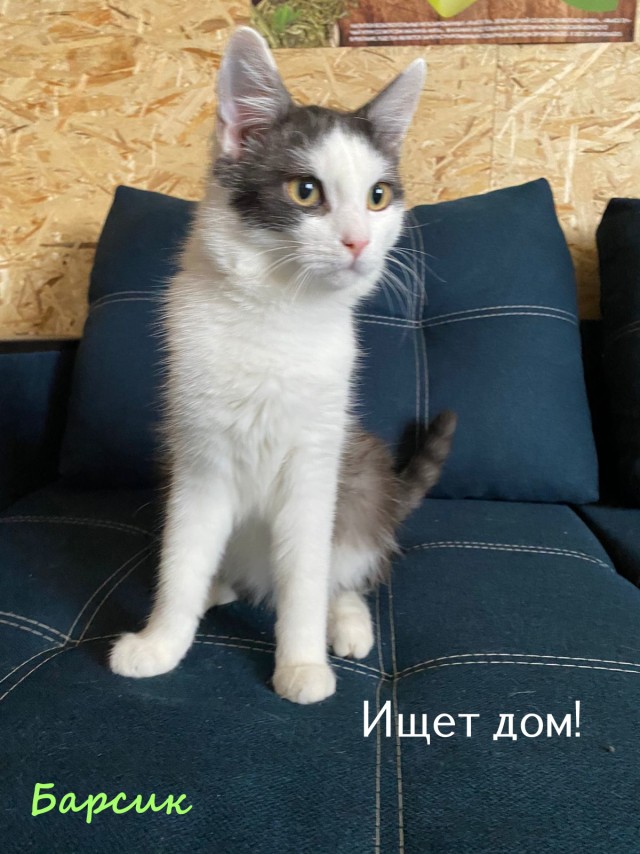 Жизнь домашнего приюта "Котоленд" 325
