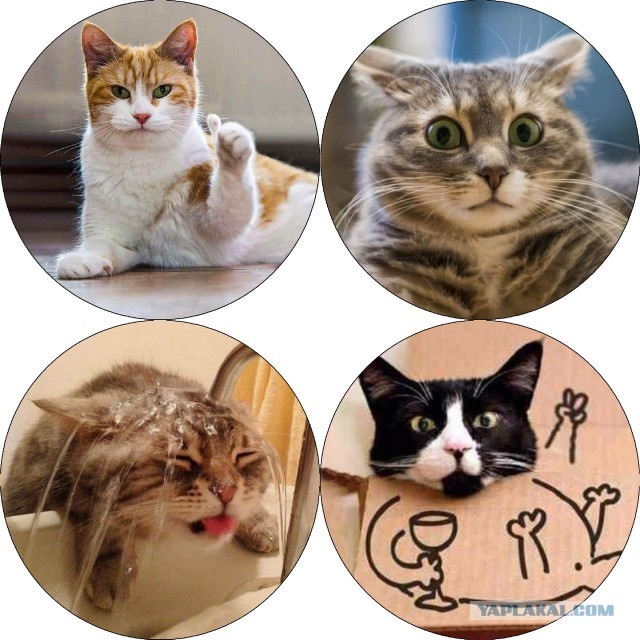 Набор стикеров для VIBER из мемных котов