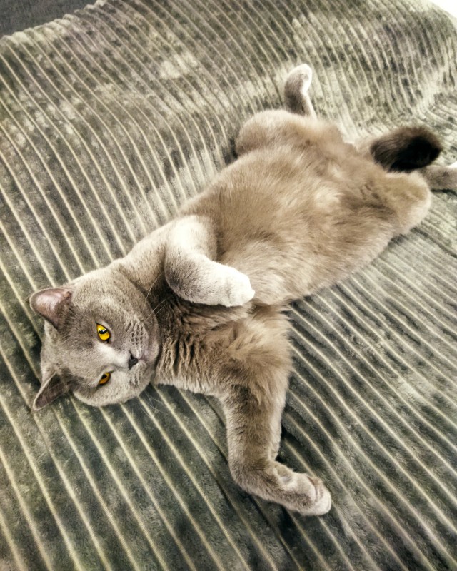 Кто ты, воин?