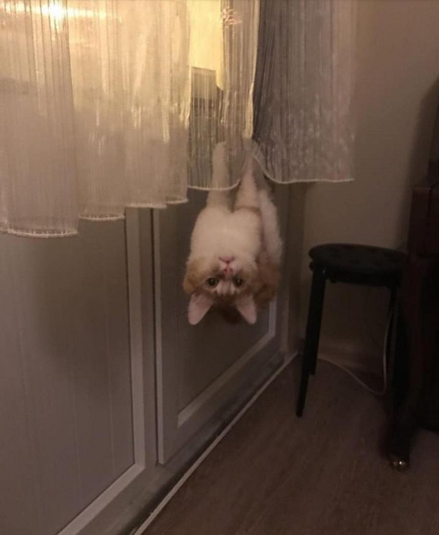 В мире прикольных животных