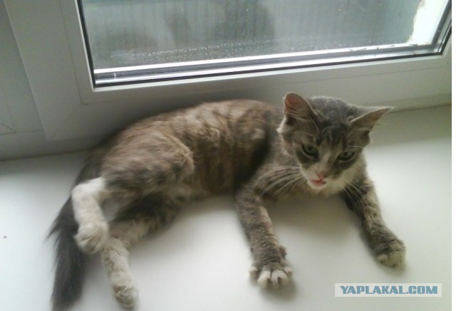 Котовторник. Королева помойки