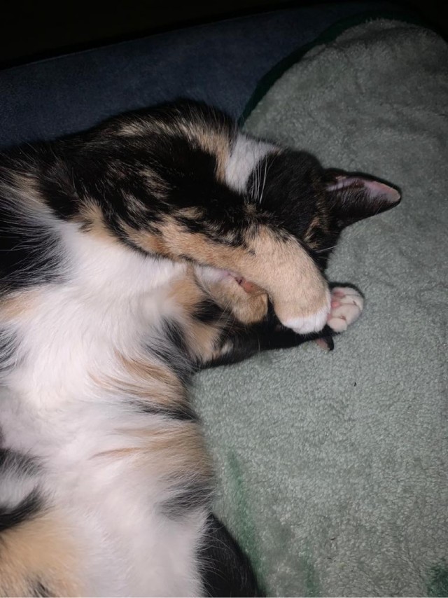 Начну котовторник чуть раньше!
