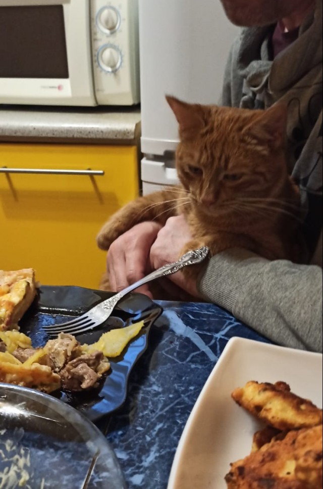 Котик с приюта