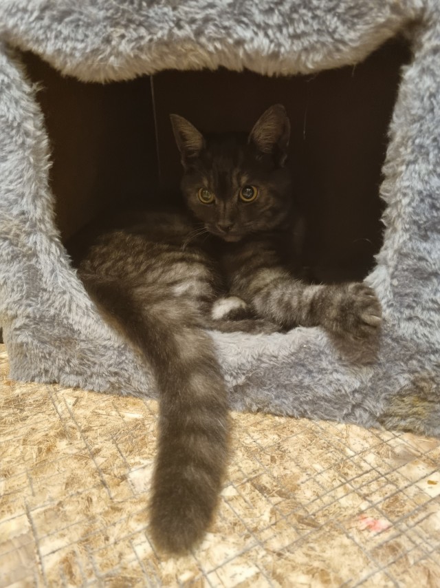 Кот во вторник