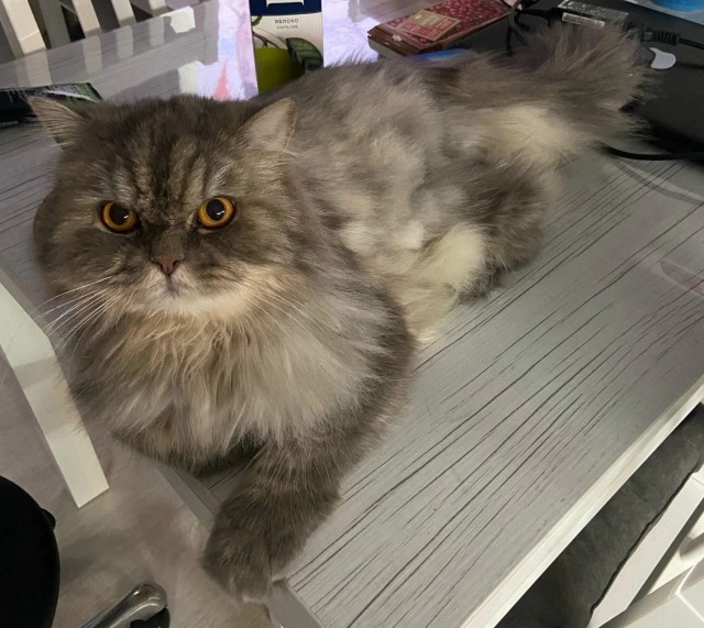 Как отучить кошку лазить по столу?