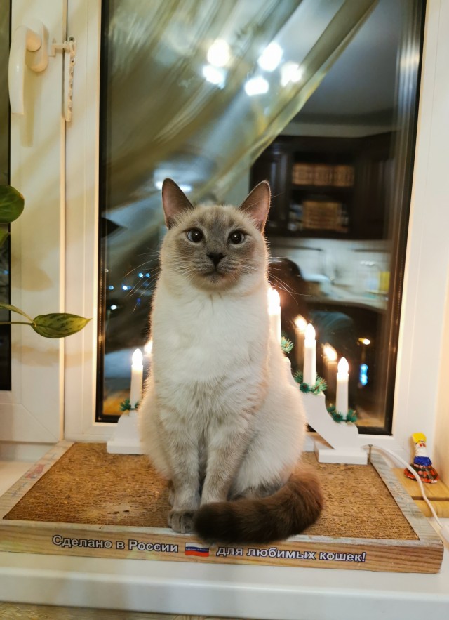 Вы хочите кошек, их есть у меня...