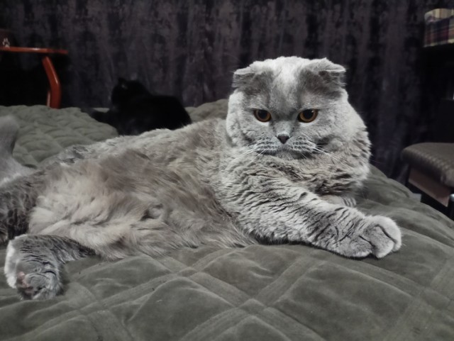 Всех с котовторником