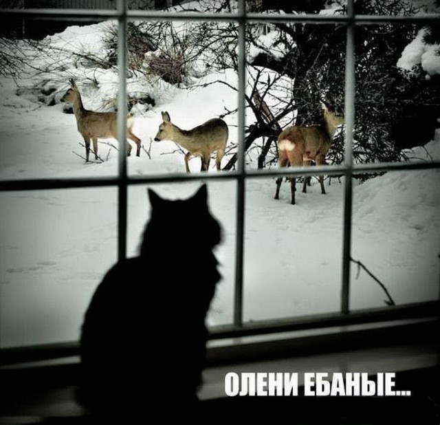 Котовтоник в картинках