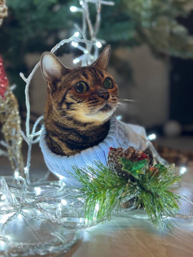 Котовторник