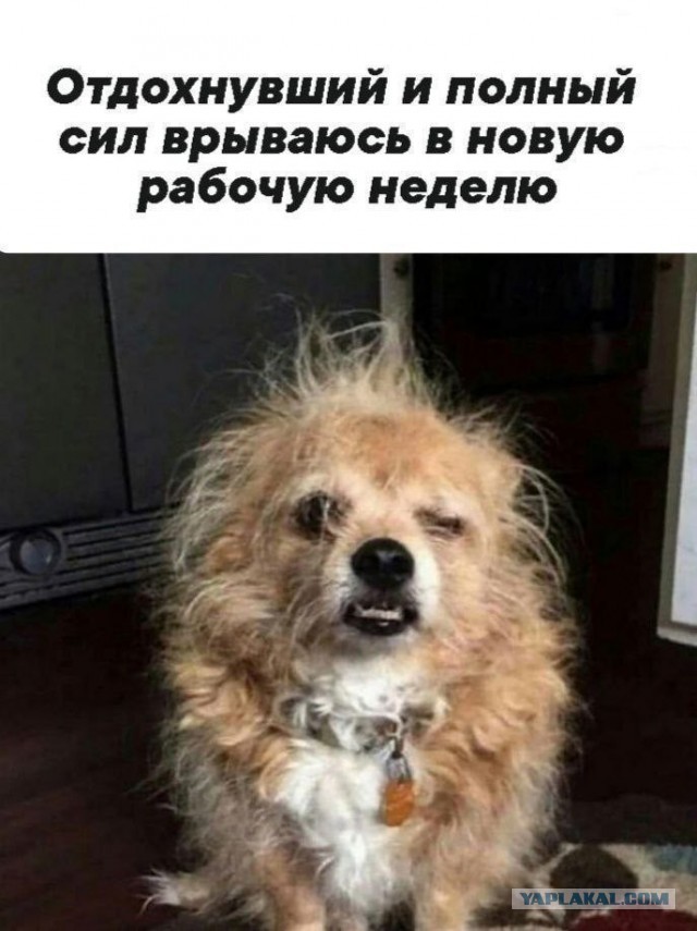 Картинки своеобразного юмора