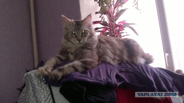 Немного о  Мейн Куне.