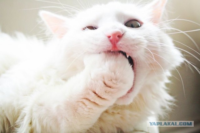 Удачный кадр: Нападение хищника!