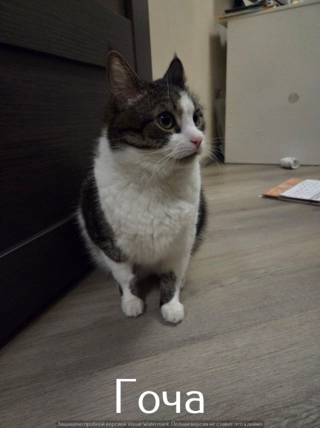 Жизнь домашнего приюта "Котоленд" 525