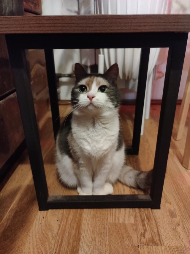 80 г => 3,1 кг (котовторник)