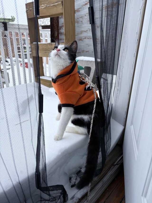 Рандомных фото котов тред
