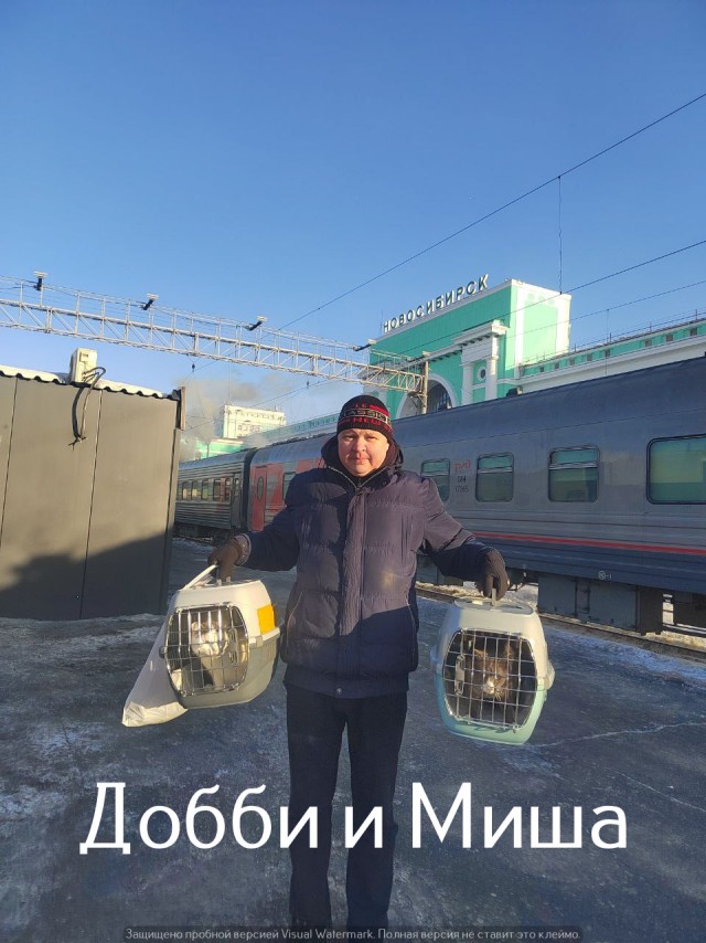 Жизнь домашнего приюта "Котоленд" 534