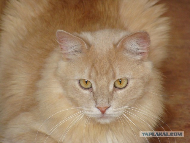 Котовторник 23.07.2013