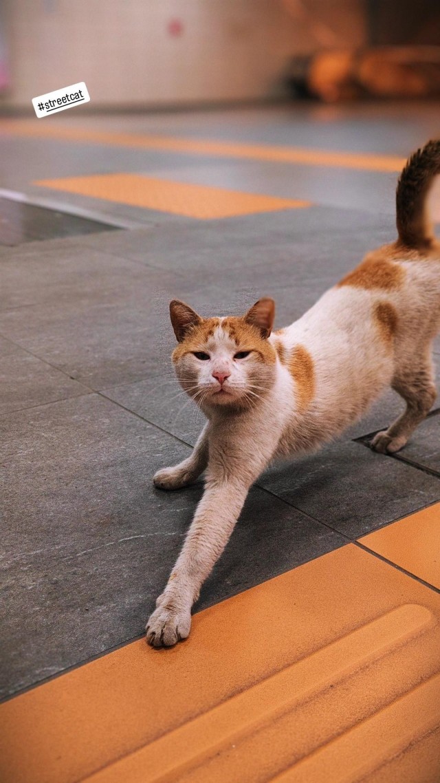 Уличные кошки Стамбула