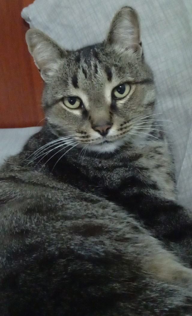Фотки красивого кота.