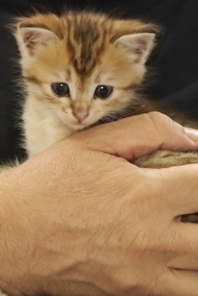 К-котовторник