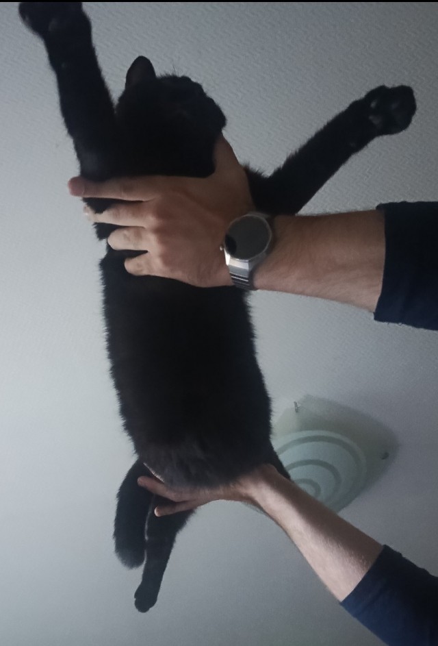 Растягиваем кота