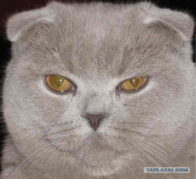 Котовторник 18.03.2014
