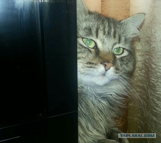 С Котовторником!