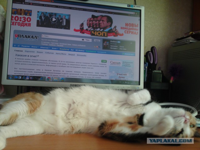 Котовторник