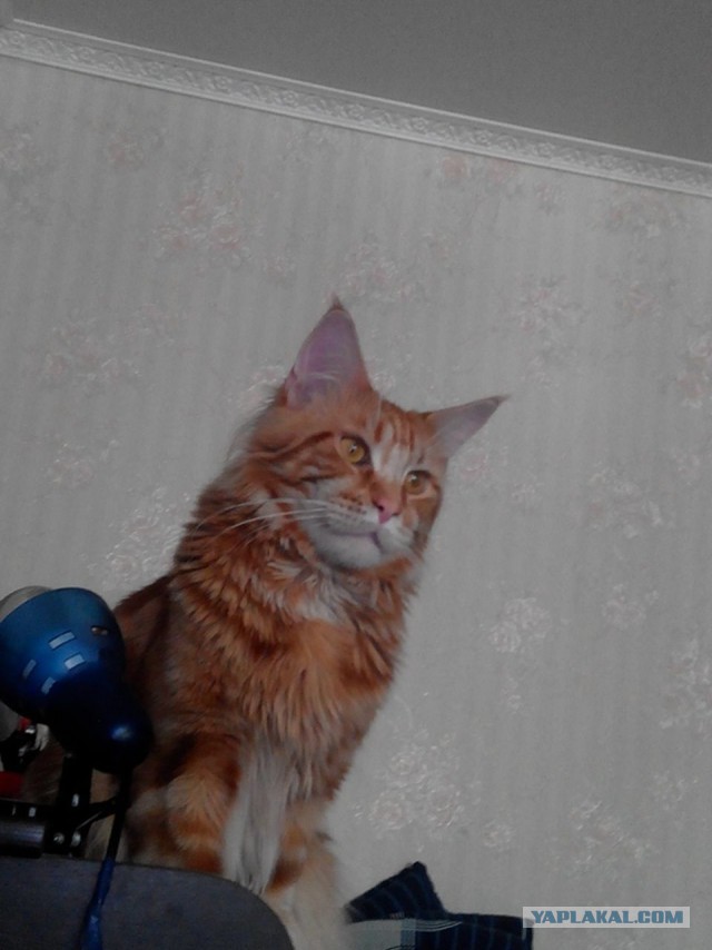 Котовторник 5.05.2015.