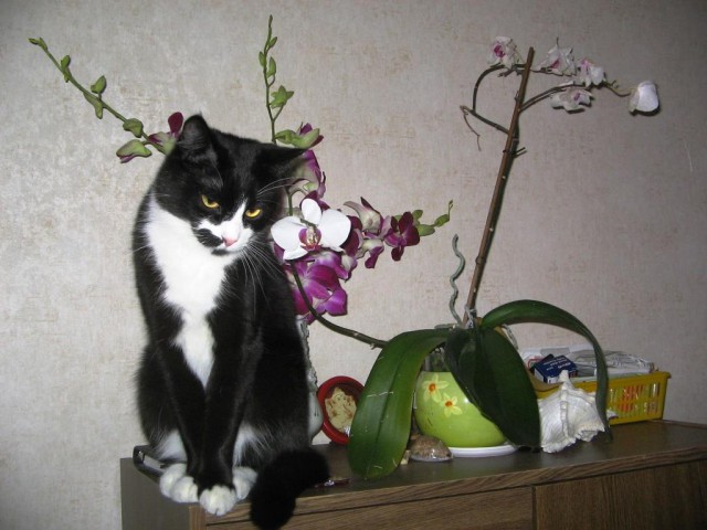 Котовторник 07.06.2016