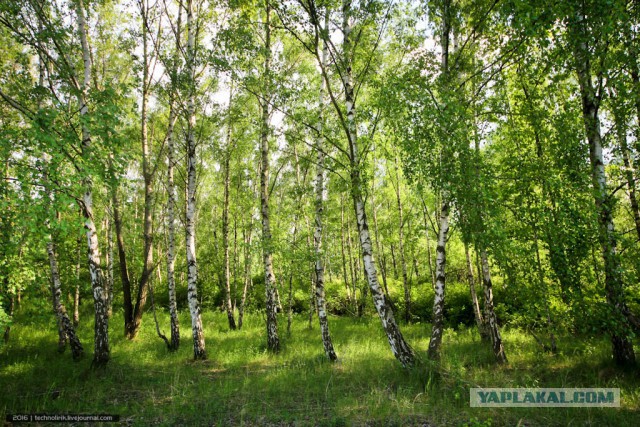 Подводные лодки в лесах Германии