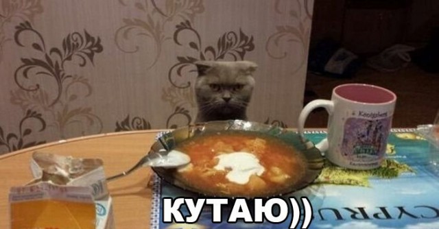 Прикольные животные