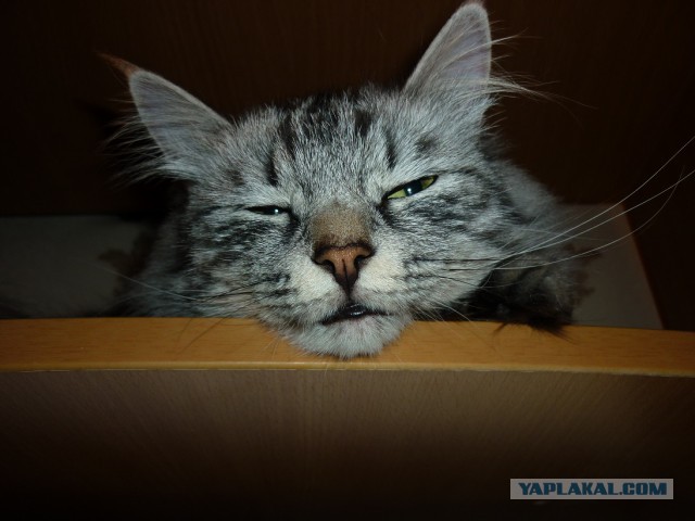 Мой зевающий кот