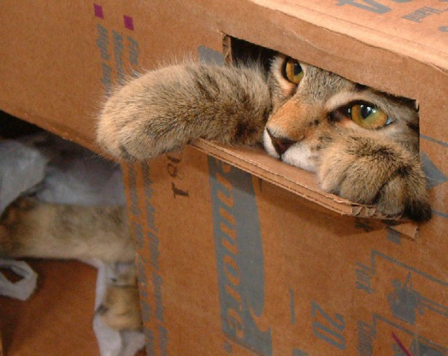 Коты из сети