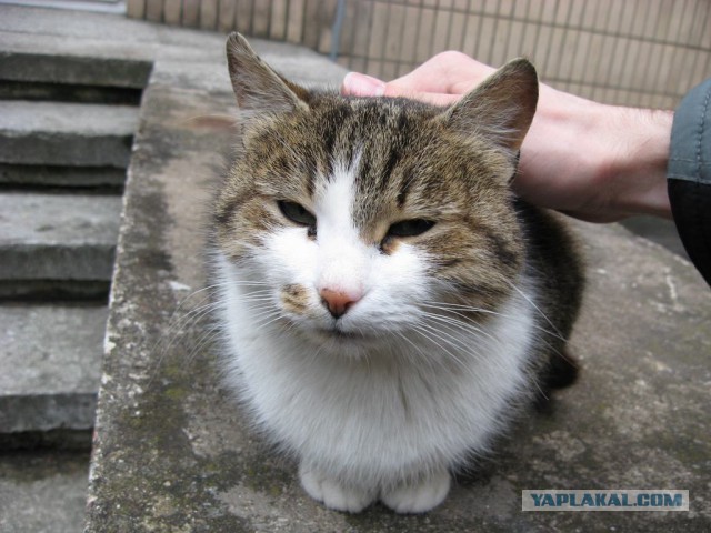 Котовторник  14.02.2017