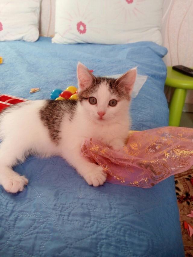 Коты и Кошки