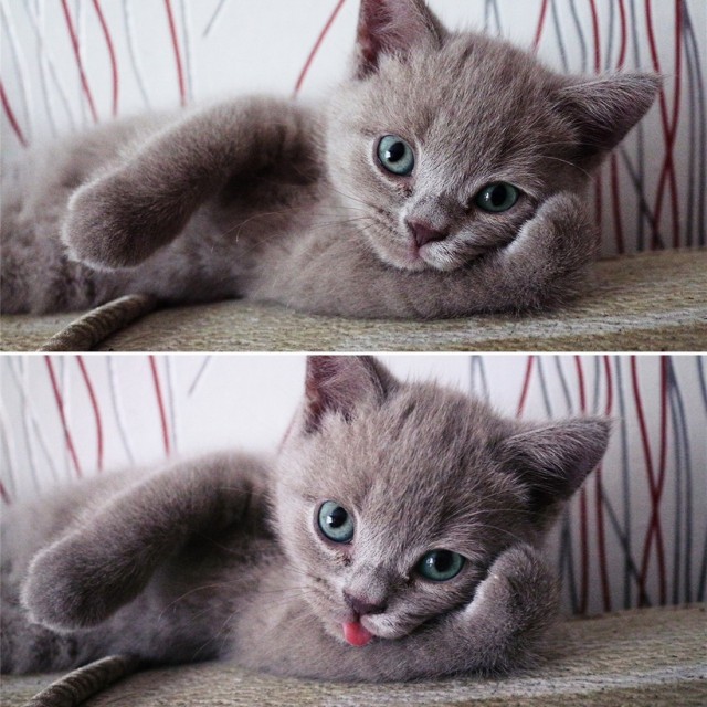 Коты и Кошки