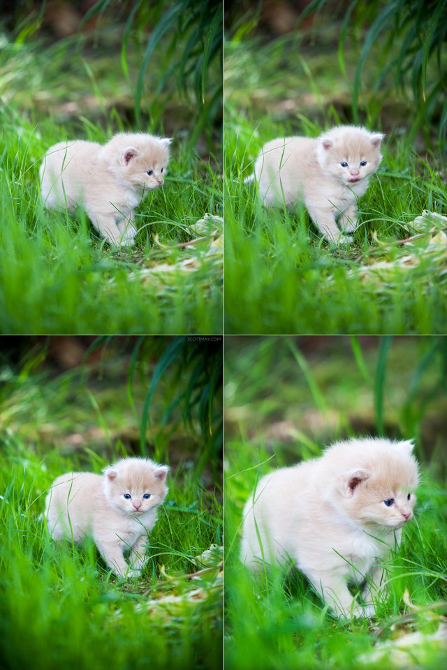 Коты и Кошки