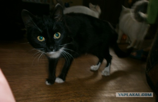 Котовторник  19.12.2017