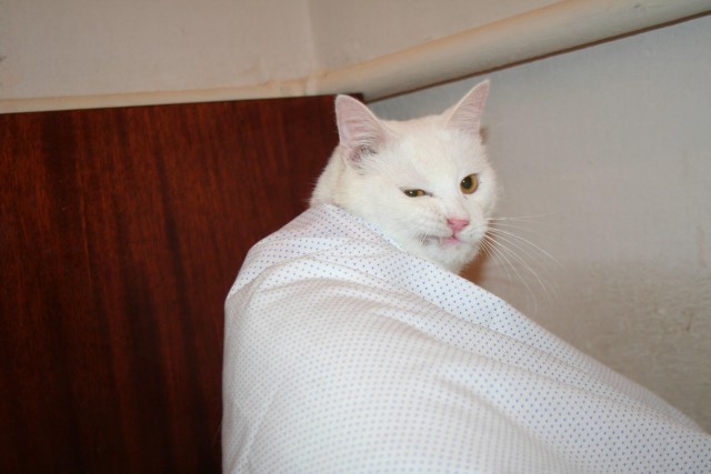 Коты и Кошки