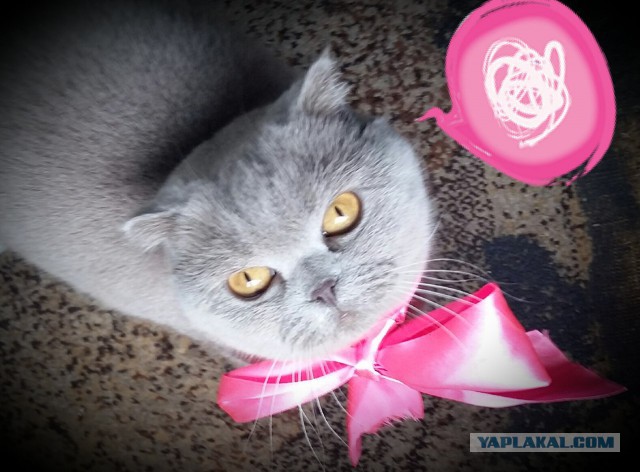 Котовторник 20.03.2018