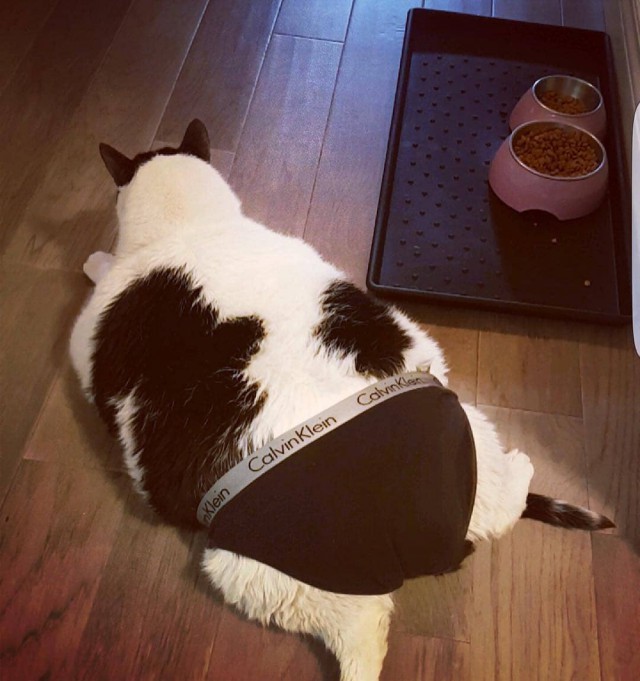 Фотобомбы котов