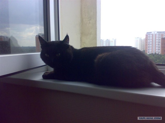 Котовторник на ЯПлакалъ 08.07.2008
