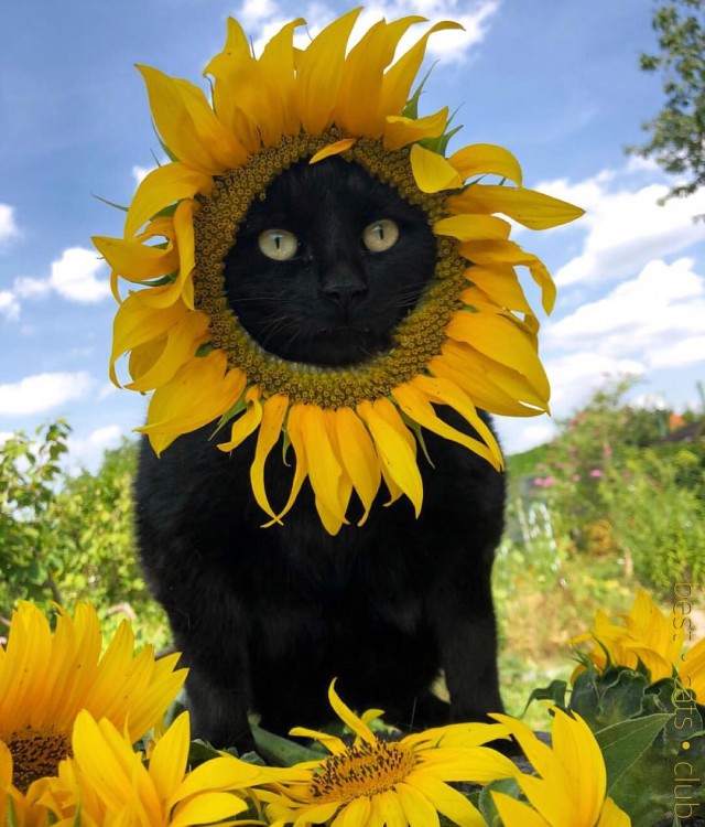 Прикольных котов пост