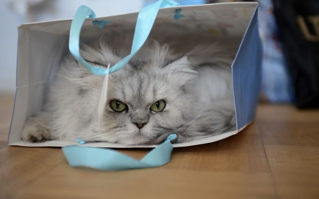Прикольных котов пост