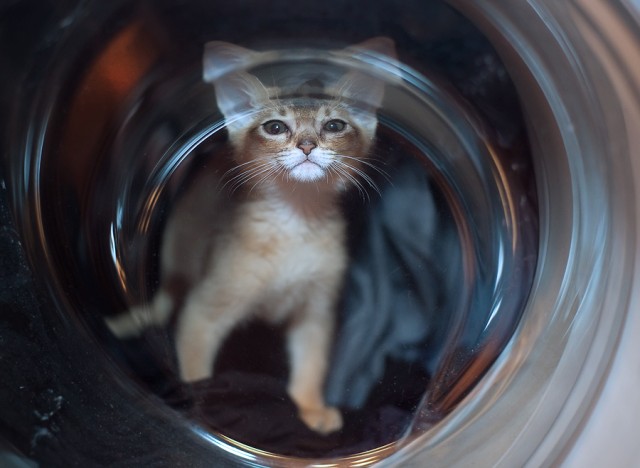 Котейкин вторник! Космический 12.04!